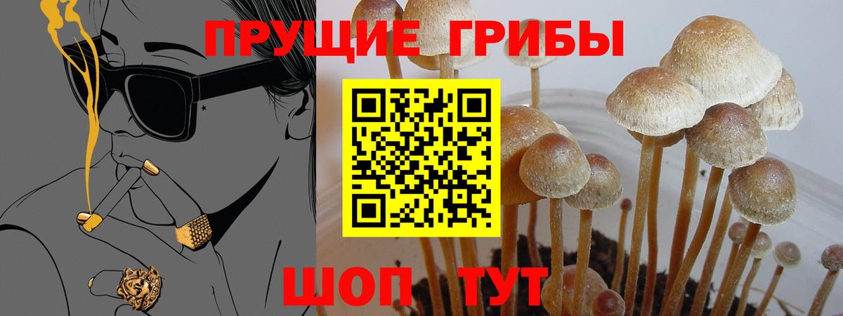 Галлюциногенные грибы GOLDEN TEACHER  Галлюциногенные грибы Psilocybine cubensis  Вход с VPN  Томск 